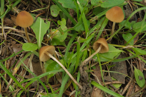 Conocybe_ambigua.jpg