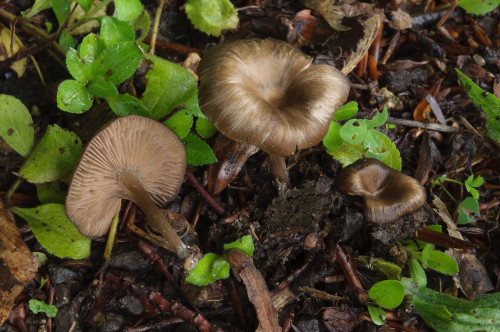 Entoloma_pseudosericeoides.jpg