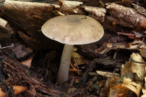 Pluteus_pouzarianus_agg..jpg