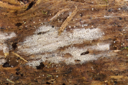 c_Kneiffiella_floccosa1.jpg