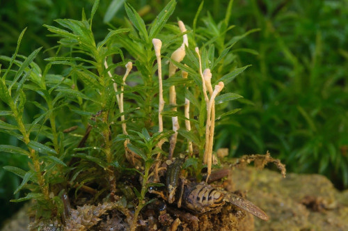 as_Ophiocordyceps_ditmarii.jpg