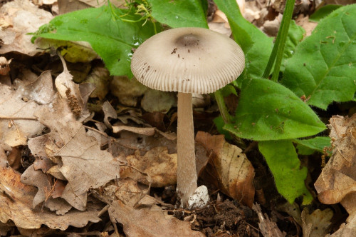 ag_Amanita_vaginata.jpg