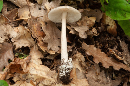 ag_Amanita_vaginata1.jpg