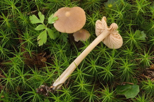 ag_Entoloma_cuneatum.jpg