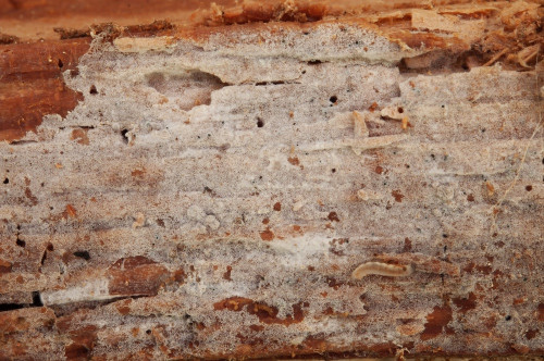 c_Hyphoderma_argillaceum.jpg