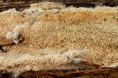 c_Sistotrema_raduloides3.jpg
