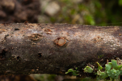 h_Achroomyces_disciformis.jpg