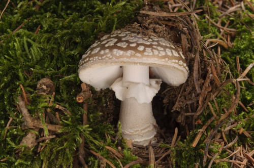 ag_Amanita excelsa.jpg