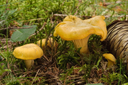 ag_Cantharellus_cibarius.jpg