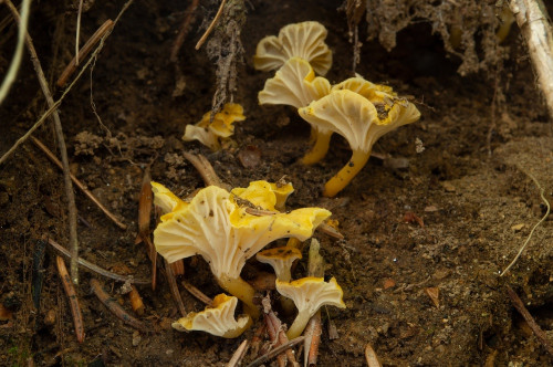 ag_Cantharellus_romagnesianus.jpg