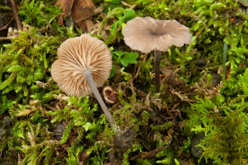 ag_Entoloma_incarnatofuscescens.jpg