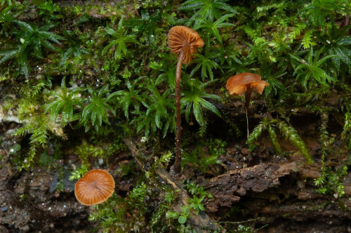 ag_Galerina_triscopa.jpg