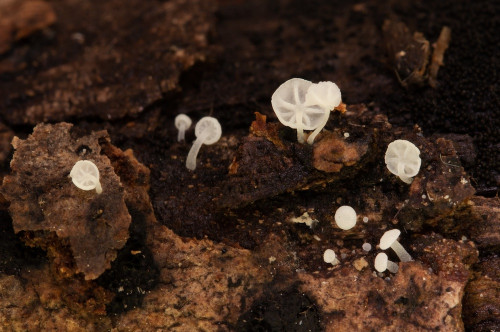 ag_Hemimycena_mauretanica.jpg