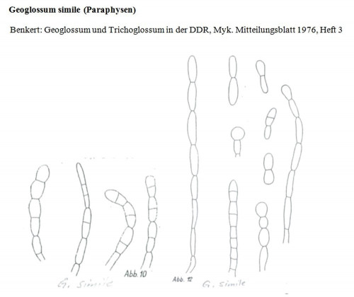 Geoglossum simile b.jpg