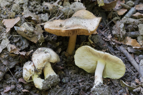 Inocybaceae_Inocybe corydalina 1-2.jpg