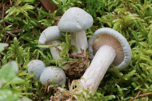 Tricholomataceae_Atractosporocybe inornata 1-2.jpg