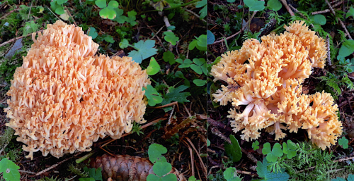 Ramaria.png