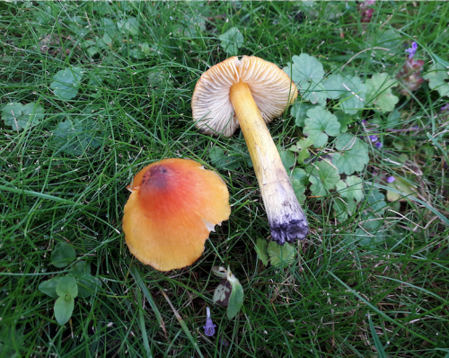 Hygrocybe.png