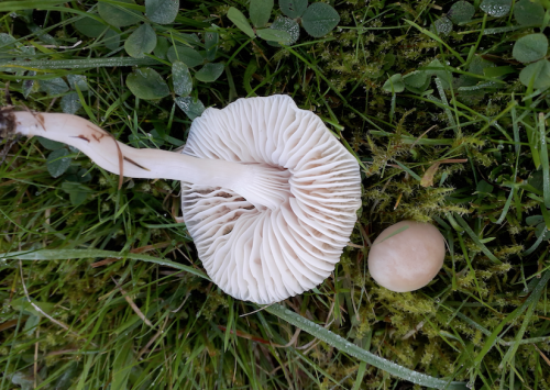 Hygrophorus.png