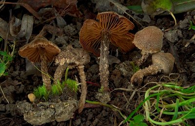 DSC_8744.jpg