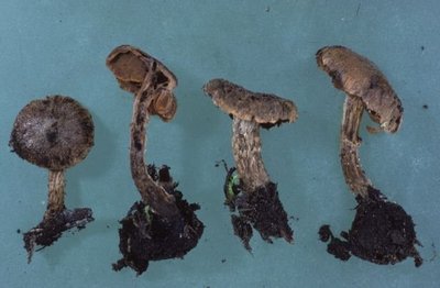 Cortinarius comatus, Dürrenstein, Foto A. Hausknecht