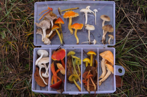 ag_Hygrocybe.jpg