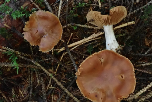 Cortinarius armeniacus, gefunden im Sept. im Nadelwald