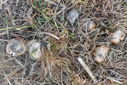 Cortinarius corrosus, Vergrabener Klumpfuss - der Name ist sehr passend, gefunden im Sept. bei einer Baumgruppe am Rande eines Grashangs
