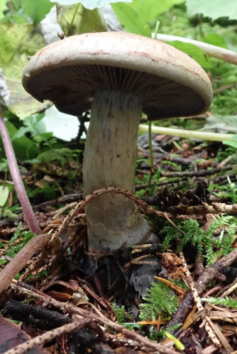 Cortinarius cyanites (2).JPG