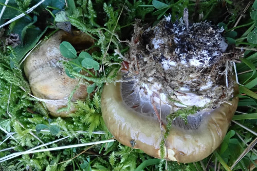 Cortinarius dionysae (2).JPG