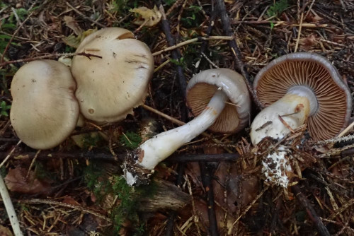 große Anzahl im reinen Nadelwald bei mir in der Nähe, Cortinarius largodelibutus - vorher noch nie dort gesehen