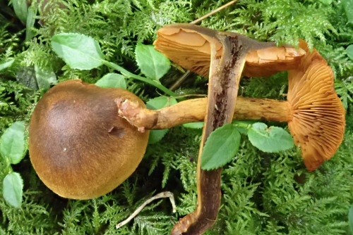 Cortinarius malicorius; nicht selten - hier besonders schöne Exemplare in ca. 1100 m Bergnadelwald