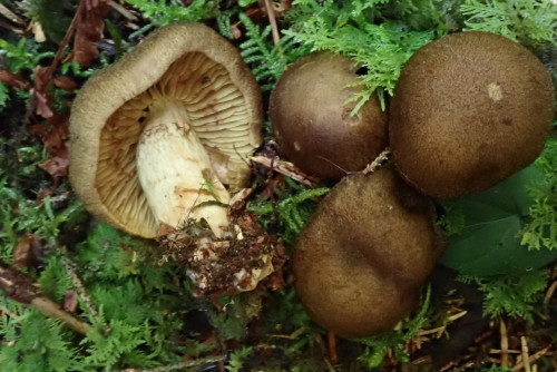 Cortinarius melanotus; bei uns nicht häufig, Geruch leicht nach Liebstöckl, gefunden bei mir in der Nähe im Okt.