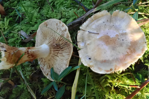 Cortinarius papulosus; persönlicher Erstfund bei mir in der Nähe im Okt.