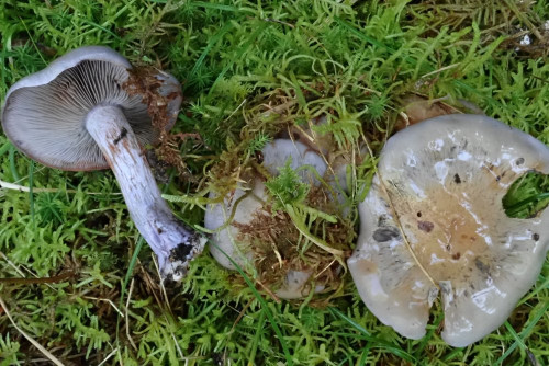 Cortinarius purpurascens, finde ich gelegentlich bei mir in der Nähe, so auch im Sept. 2021