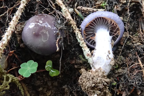 Cortinarius salor, einige Exemplare an einer steilen Böschung eines Güterweges, hier besonders farbintensiv; gefunden im Sept. in ca. 1000 m Höhe