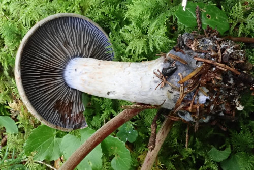 Cortinarius cyanites (5).JPG