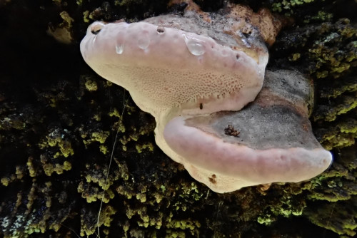 Fomitopsis rosea (9).JPG