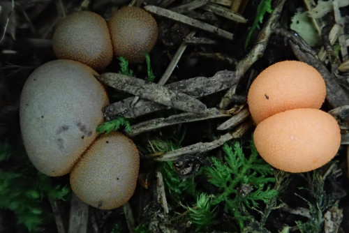 Lycogala epidendrum