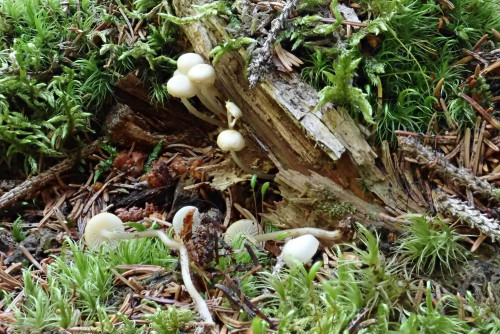 Mycena laevigata