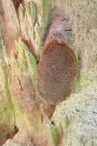 Phellinus pomaceus