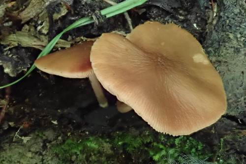 Pluteus phleboporus