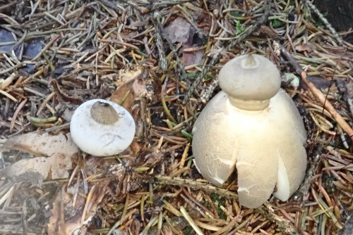 Geastrum striatum (3).JPG