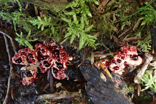 Hydnellum peckii (2).JPG