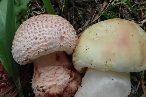 Amanita rubescens u. A. rubescens var (1).JPG