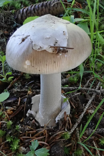 Amanita submembranacea (5).JPG