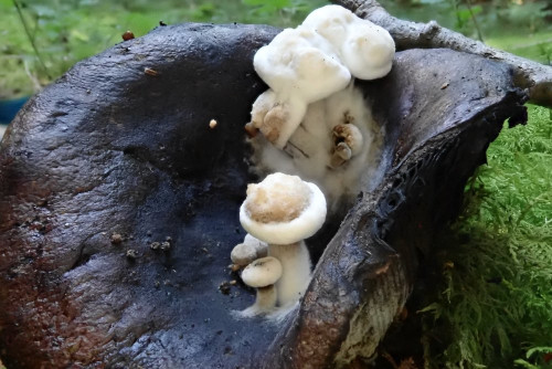 Asterophora lycoperdoides (11).JPG