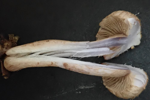 Inocybe cincinnata.JPG