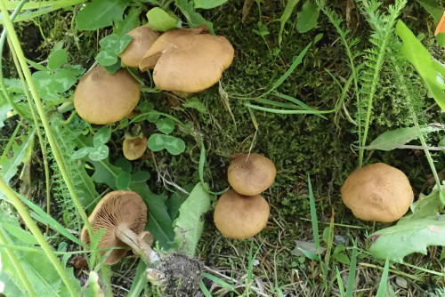 Inocybe dulcamara (4).JPG