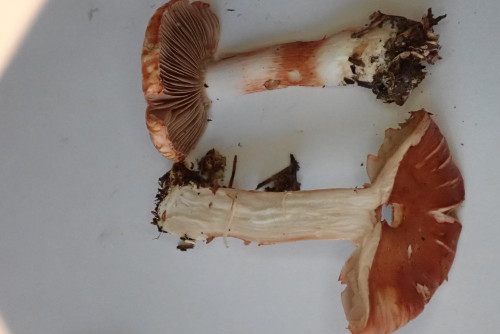 Inocybe godeyi (2).JPG